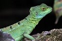 DZF01256322 kroonbasilisk / Basiliscus plumifrons