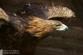 DWG01151149 steenarend / Aquila chrysaetos