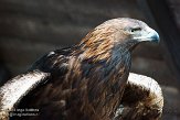 DWG01151151 steenarend / Aquila chrysaetos