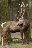 DWG01151246 edelhert / Cervus elaphus