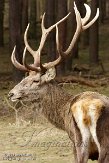 DWG01151248 edelhert / Cervus elaphus