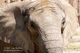 DBH01087561 Zuid-Afrikaanse olifant / Loxodonta africana africana