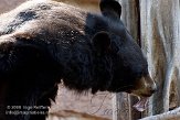 DBH01087572 kraagbeer / Ursus thibetanus