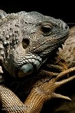 DBH01087586 groene leguaan / Iguana iguana