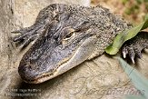 DBH01087591 Amerikaanse alligator / Alligator mississippiensis