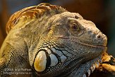 DBH01087602 groene leguaan / Iguana iguana