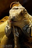 DBH01096190 groene leguaan / Iguana iguana