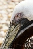 DBH01123246 bruine pelikaan / Pelecanus occidentalis