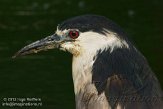 DBH01123249 kwak / Nycticorax nycticorax