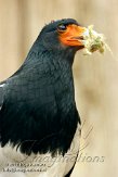 DBH01123269 Bergcaracara / Phalcoboenus megalopterus