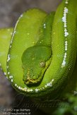 DBH01123280 groene boompython / Morelia viridis