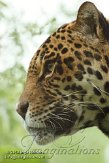 DBH01123293 jaguar / Panthera onca