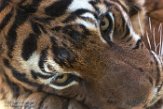 DBH01181415 Maleise tijger / Panthera tigris jacksoni