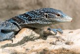 DBH01181422 blauwe boomvaraan / Varanus macraei