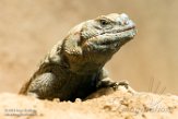 DBH01181461 chuckwalla / Sauromalus ater