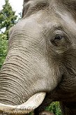 DTH01094238 Aziatische olifant / Elephas maximus
