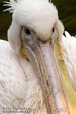 DTH01094254 roze pelikaan / Pelecanus onocrotalus