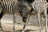 DTH01094270 Chapmanzebra / Equus quagga chapmani