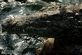 DTH01094352 nijlkrokodil / Crocodylus niloticus