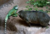 DTH01094363 groene wateragame / Physignathus cocincinus , rotsklipdas / Procavia capensis