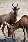 DEH0109A674 Kaaps hartebeest / Alcelaphus caama