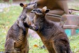 DEH0109A698 moeraswallaby / Wallabia bicolor