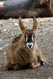 DEH0109A710 roanantilope / Hippotragus equinus