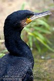 DEH0109A785 aalscholver / Phalacrocorax carbo