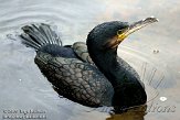 DEH0109A787 aalscholver / Phalacrocorax carbo