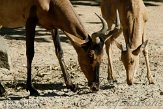 DEH01107275 Kaaps hartebeest / Alcelaphus caama