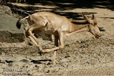 DEH01107299 Kaaps hartebeest / Alcelaphus caama