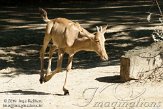 DEH01107303 Kaaps hartebeest / Alcelaphus caama