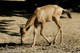 DEH01107311 Kaaps hartebeest / Alcelaphus caama