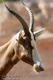 DEH01107414 blesbok / Damaliscus pygargus phillipsi