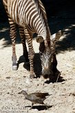 DEH01107567 Grantzebra / Equus quagga boehmi