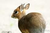 DZH01143950 Kirks dikdik / Madoqua kirkii