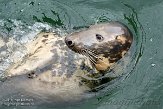 DZH01144119 Baltische grijze zeehond / Halichoerus grypus balticus