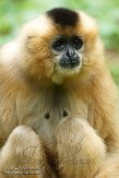 DZH01144176 Goudwanggibbon / Nomascus gabriellae