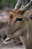 DZH013452 elandantilope / Taurotragus oryx