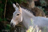 DZH013473 Somalische wilde ezel / Equus africanus somalicus
