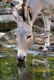DZH013483 Somalische wilde ezel / Equus africanus somalicus