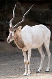 DZH013489 addax / Addax nasomaculatus