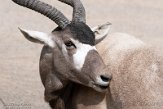 DZH013498 addax / Addax nasomaculatus