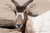 DZH013504 addax / Addax nasomaculatus