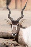 DZH013506 addax / Addax nasomaculatus