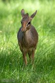 DZH013560 Kirks dikdik / Madoqua kirkii