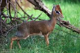 DZH013567 Kirks dikdik / Madoqua kirkii