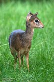 DZH013573 Kirks dikdik / Madoqua kirkii