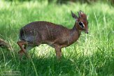 DZH013588 Kirks dikdik / Madoqua kirkii