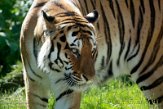DZH013650 Siberische tijger / Panthera tigris altaica